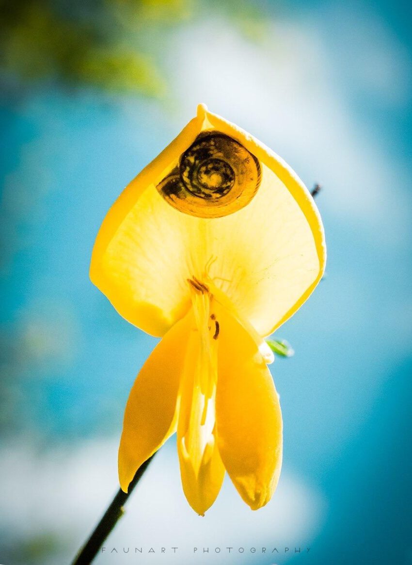 Makrofotografie - Entdeckungen in der Natur (Wadgassen)