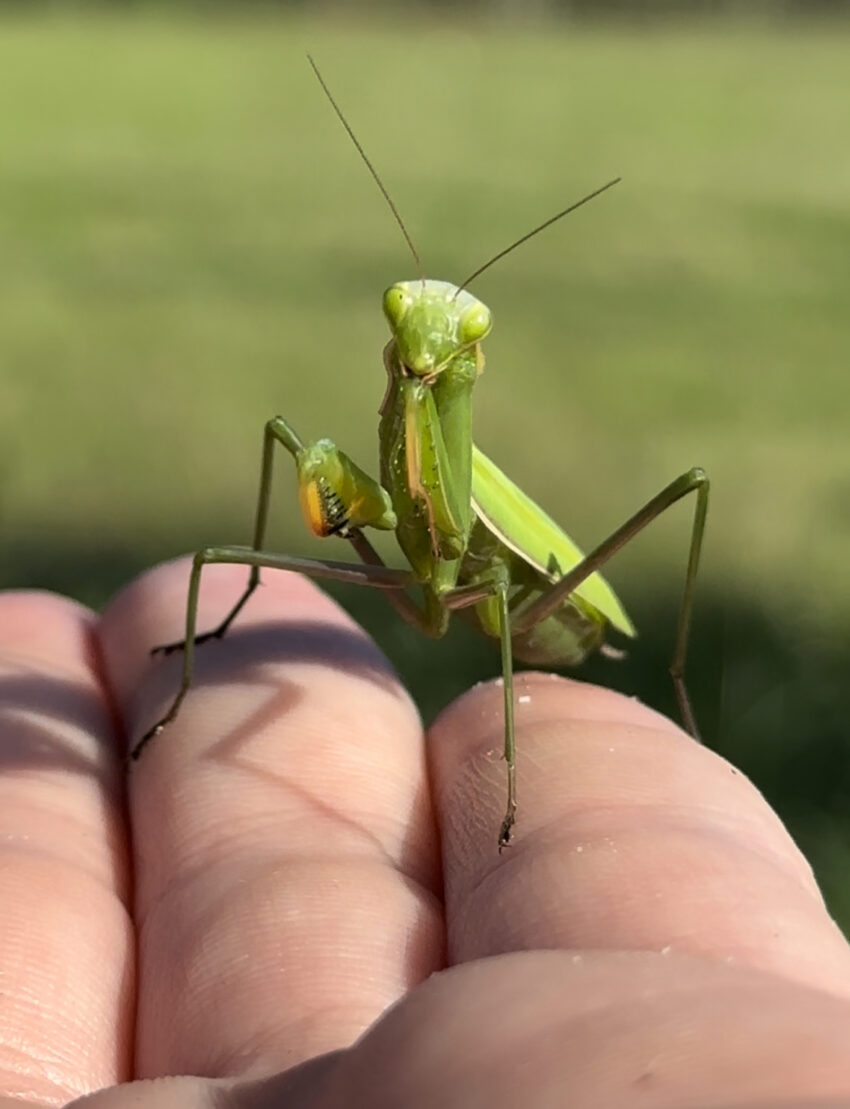 Makrofotografie - Entdeckungen in der Natur (Wadgassen) – Bild 2