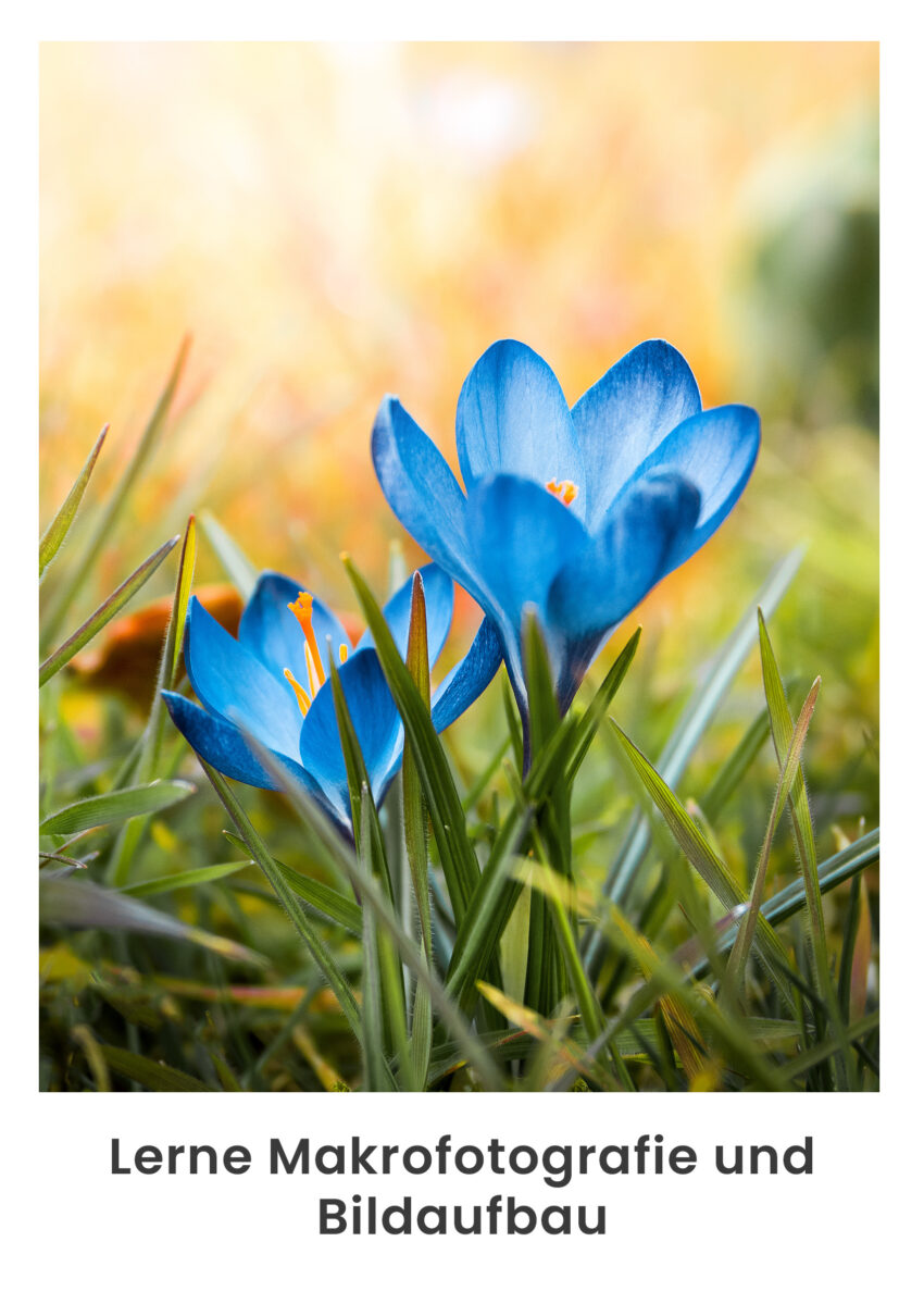 Makrofotografie - Entdeckungen in der Natur (Wadgassen) – Bild 5
