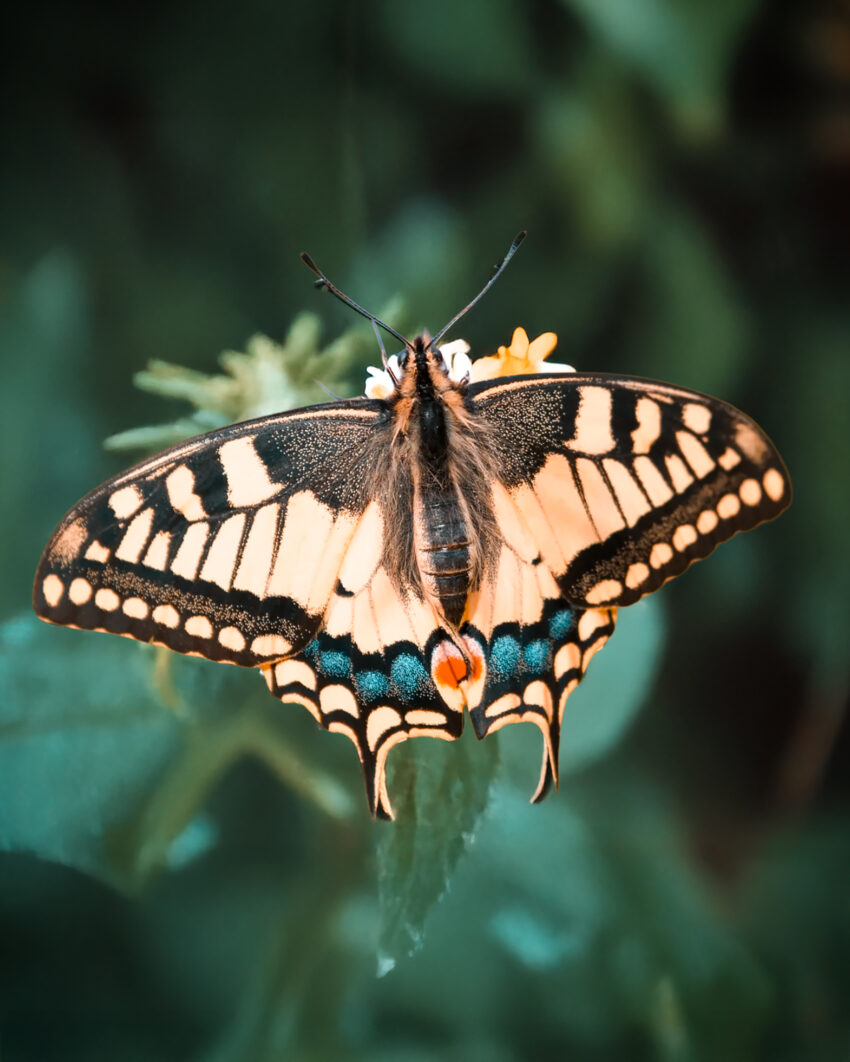Makrofotografie - Entdeckungen in der Natur (Wadgassen) – Bild 4