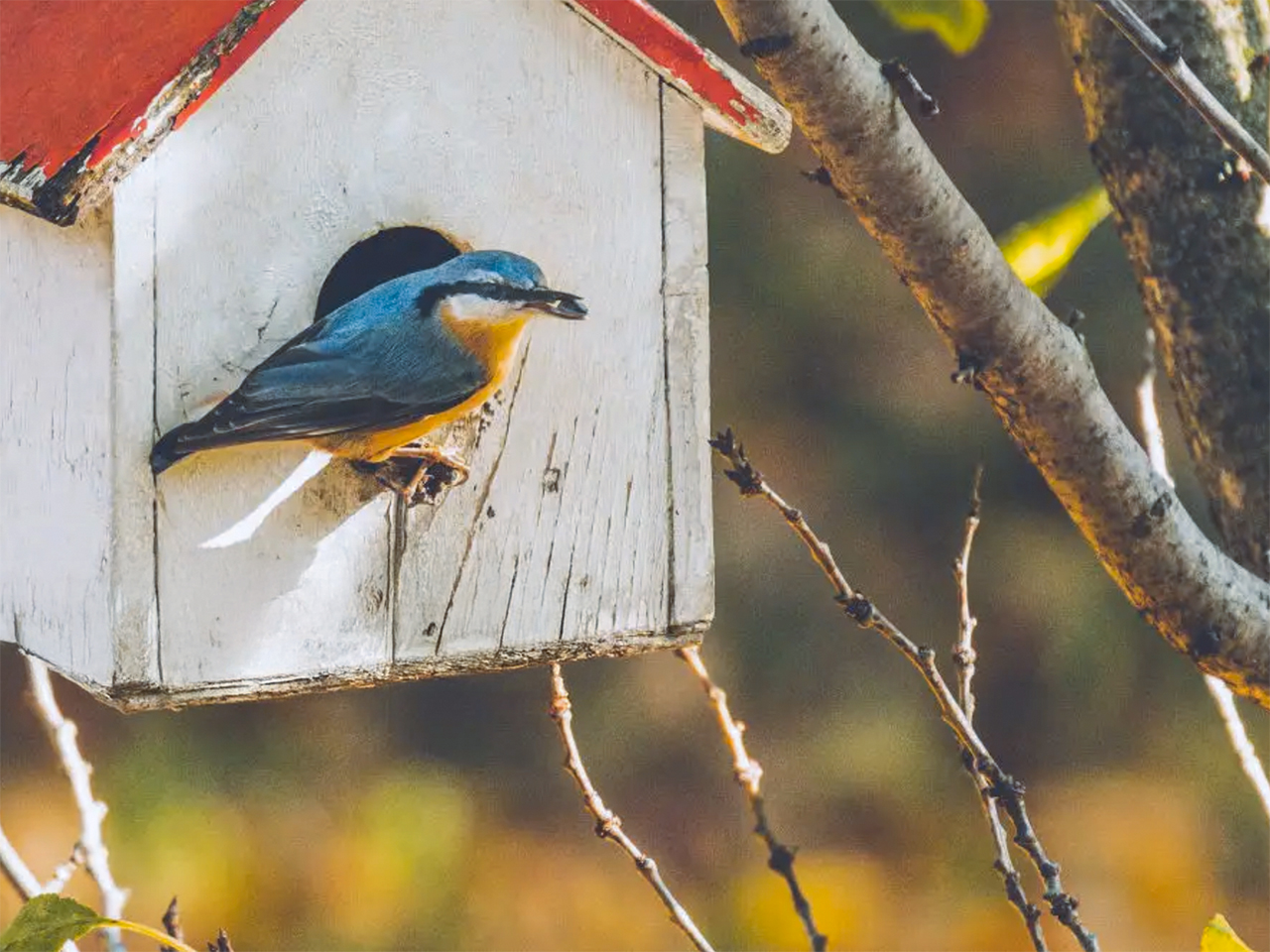 Birdie, Vogel-Beobachtungskamera Lern-Set – Bild 2
