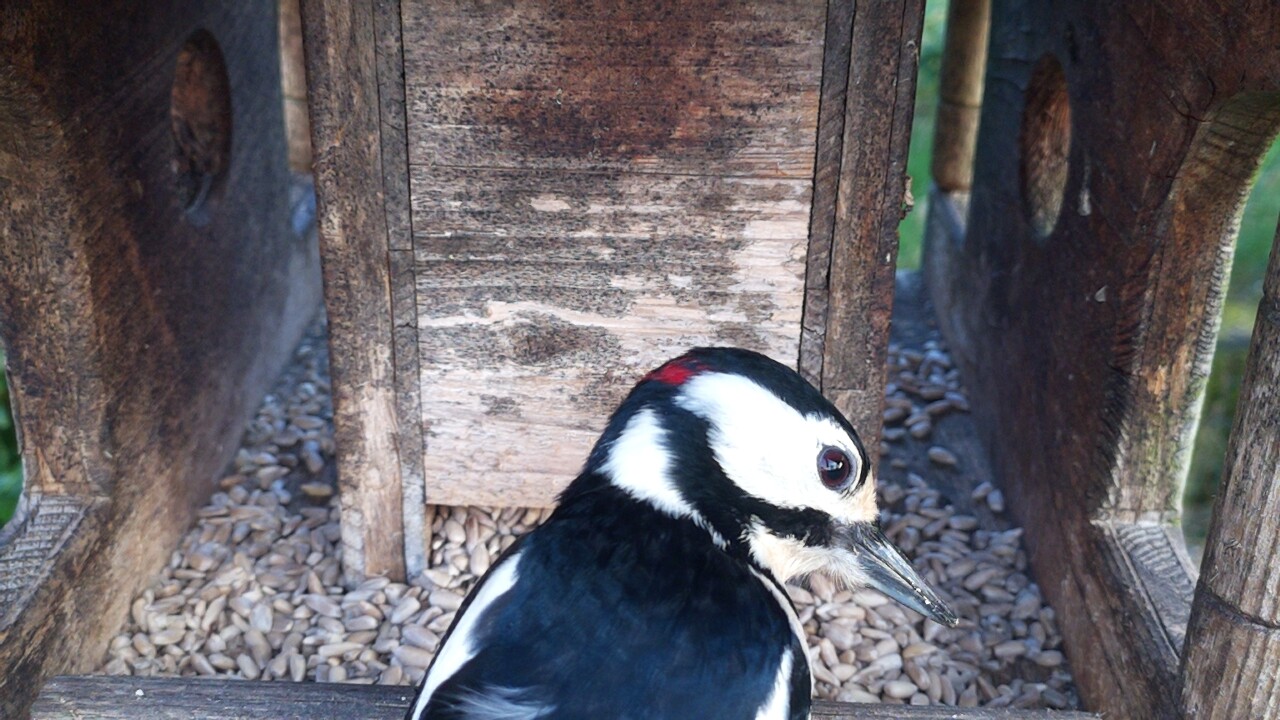 Birdie – Die Wild-Live-Kamera – Bild 5